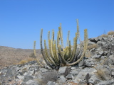 Un cactus