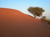Un arbre sur la dune